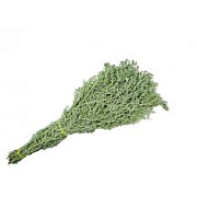 Веник Полынь горькая